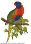 (image for) RSBL Lory Blue Mountain